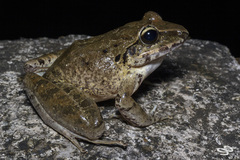 Craugastor raniformis