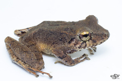 Pristimantis fallax