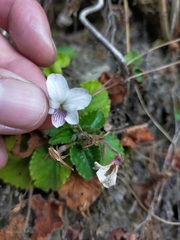 Viola adenothrix