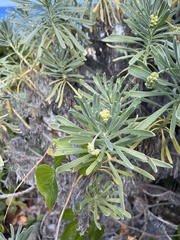 Tournefortia gnaphalodes