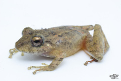 Pristimantis fallax