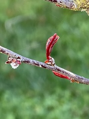 Malus ioensis