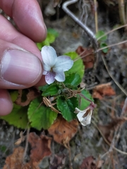 Viola adenothrix