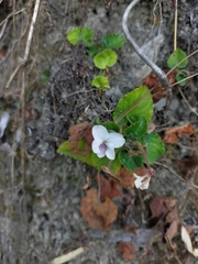 Viola adenothrix