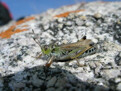 Gomphocerus sibiricus