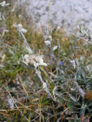 Leontopodium campestre
