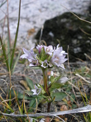 Gentianella turkestanorum