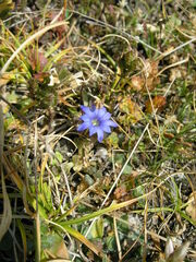 Gentiana karelinii