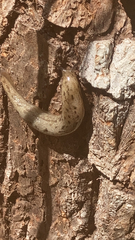 Megapallifera mutabilis