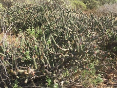 Cylindropuntia tesajo