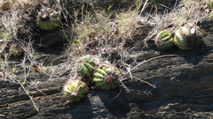 Melocactus
