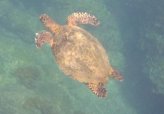 Eretmochelys imbricata