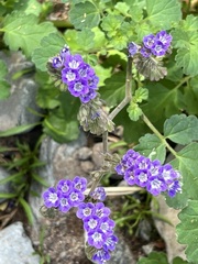 Phacelia scariosa