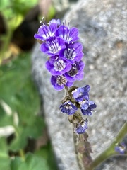 Phacelia scariosa