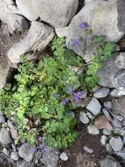 Phacelia scariosa