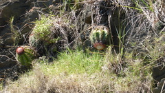 Melocactus
