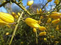 Ulex parviflorus