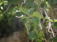 Ficus petiolaris