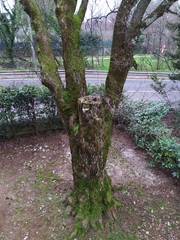 Acer monspessulanum