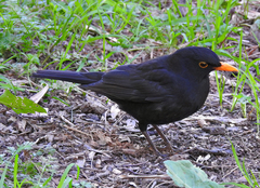 Turdus merula