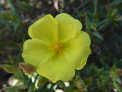 Cistus calycinus