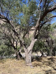 Sideroxylon occidentale