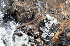 Keroplatidae