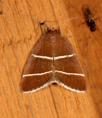 Argyrostrotis quadrifilaris