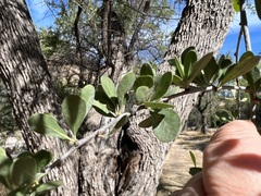 Sideroxylon occidentale