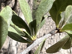 Sideroxylon occidentale