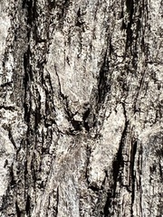 Sideroxylon occidentale