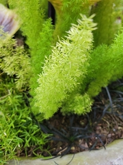 Asparagus densiflorus