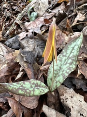 Erythronium
