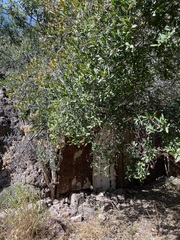 Pleradenophora bilocularis