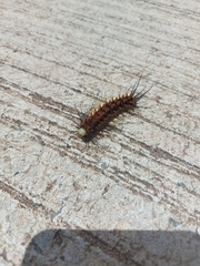 Lepidoptera