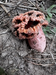 Simblum sphaerocephalum