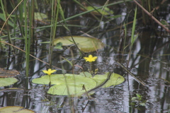 Nymphoides thunbergiana