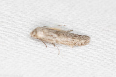 Hypatopa punctiferella