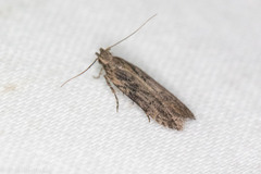 Hypatima
