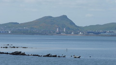 Phoca vitulina vitulina