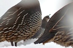 Callipepla californica