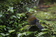 Liocichla steerii