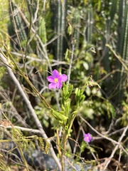 Talinum fruticosum