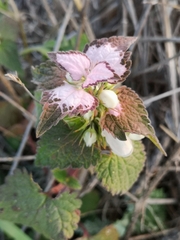 Lamium moschatum