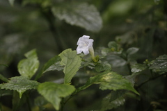 Strobilanthes flexicaulis