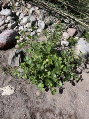 Amauria rotundifolia