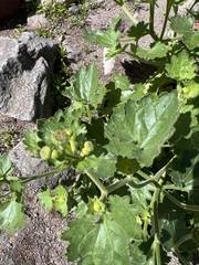 Amauria rotundifolia