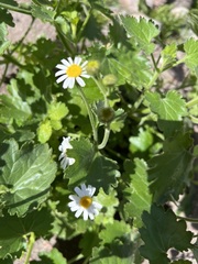 Amauria rotundifolia