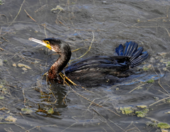 Phalacrocorax carbo