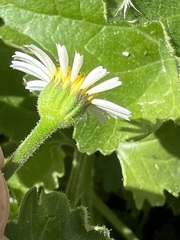 Amauria rotundifolia